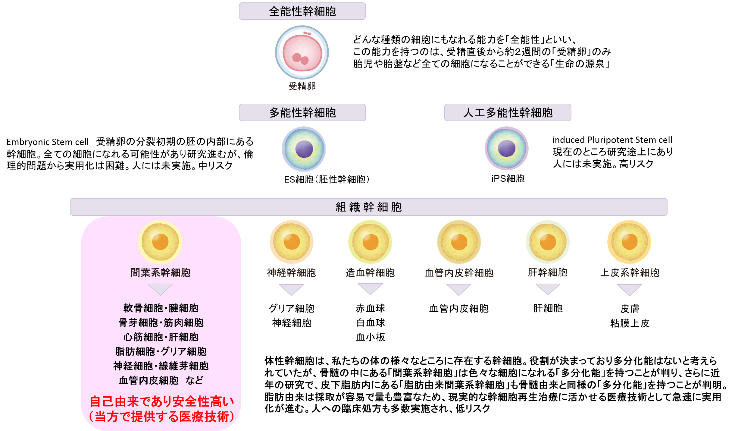 幹細胞の種類と特徴